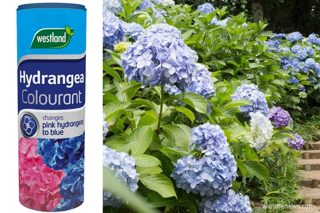 Using Hydrangea Colourant