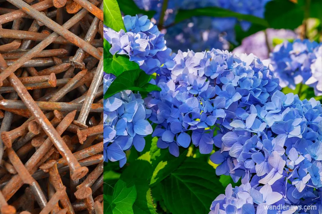 Do Rusty Nails Make Hydrangeas Blue?