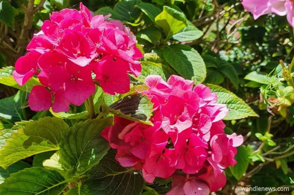 Pink hydrangeas