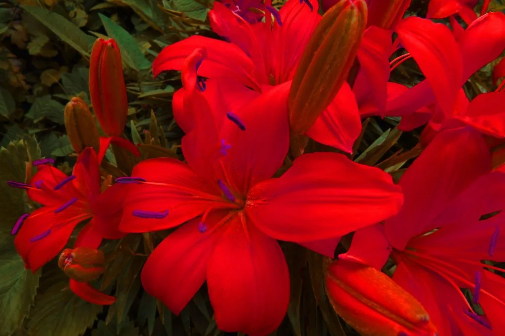 Red Lily