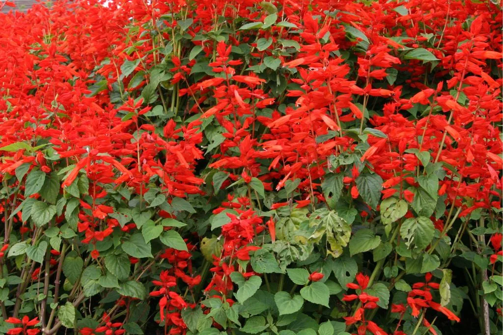 Red Salvia