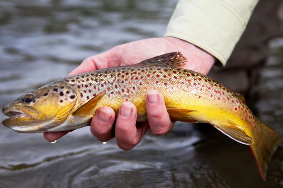 Are Brown Trout Good to Eat?