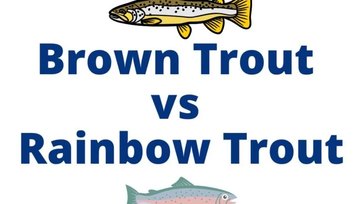 Brown Trout vs Rainbow Trout