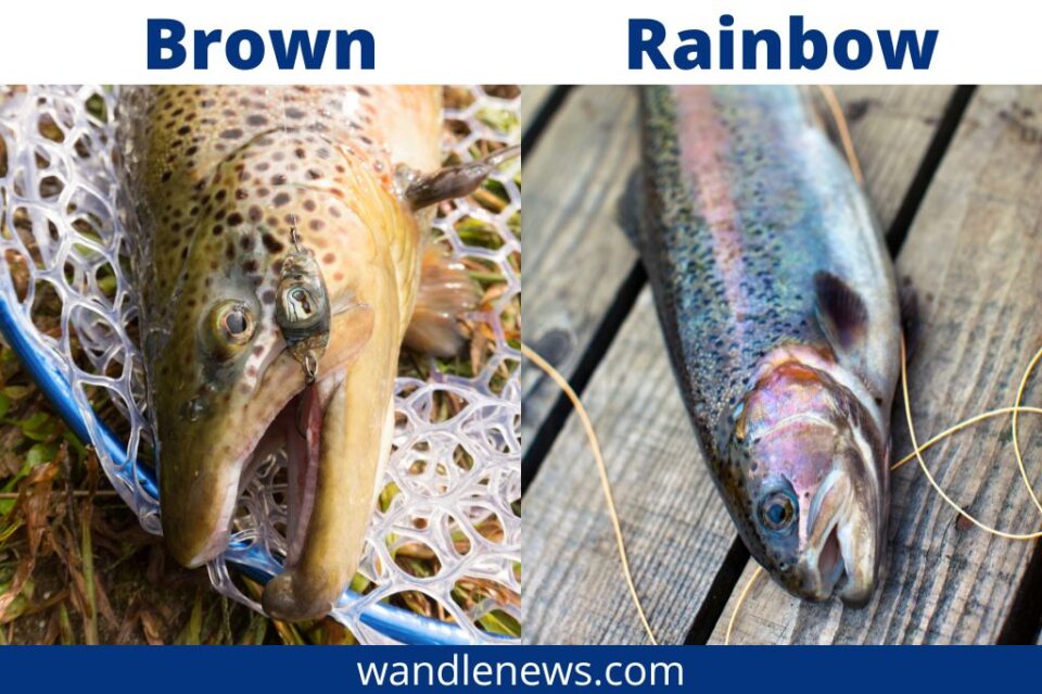 Brown Trout vs Rainbow Trout What's the Difference?