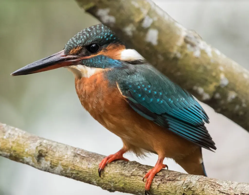 Photograph of a Kingfisher taken in the Carshalton area of South London