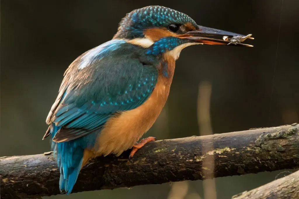 Photograph of a Kingfisher taken in the Carshalton area of South London