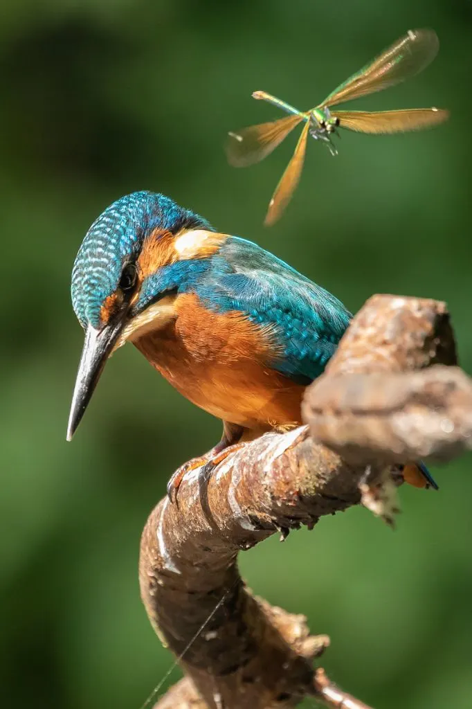 Photograph of a Kingfisher taken in the Carshalton area of South London