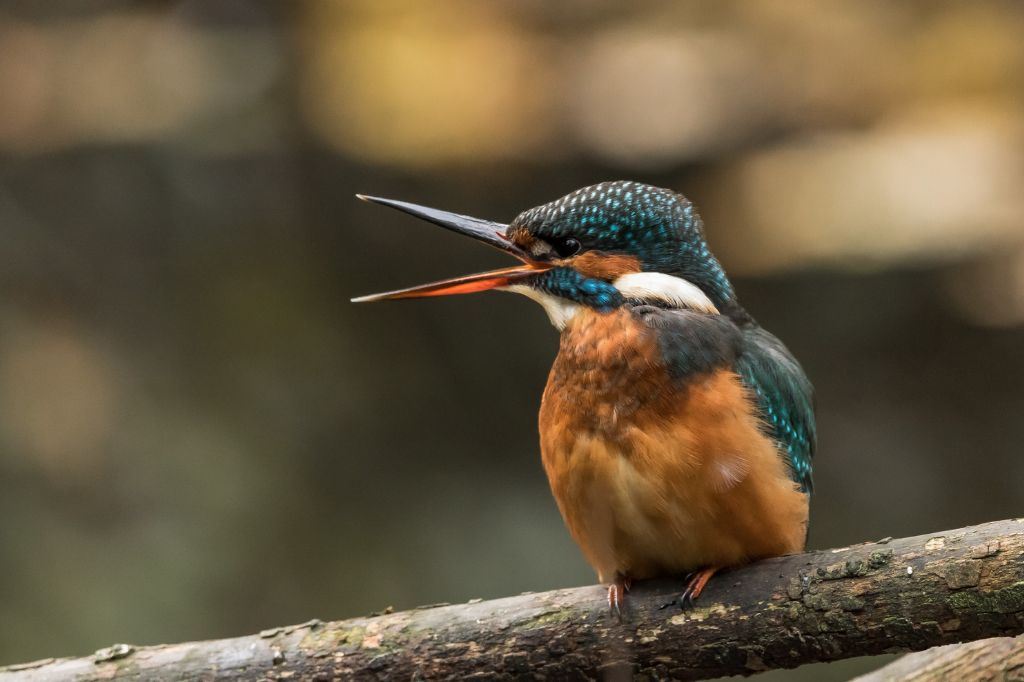 Photograph of a Kingfisher taken in the Carshalton area of South London