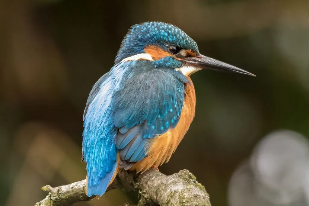 Photograph of a Kingfisher taken in the Carshalton area of South London