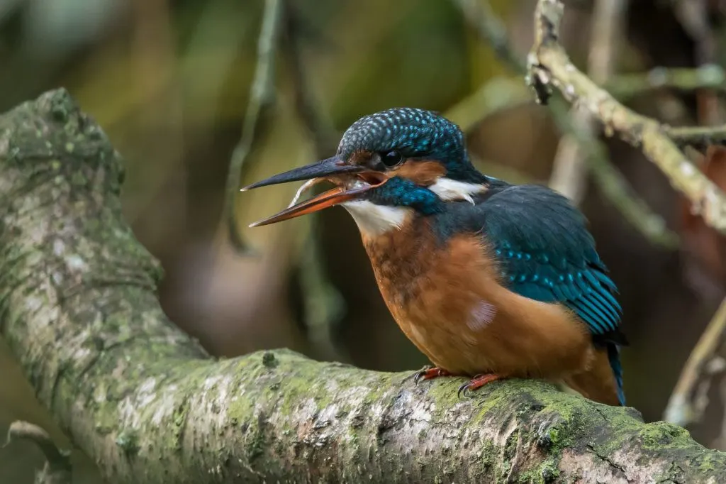 Photograph of a Kingfisher taken in the Carshalton area of South London