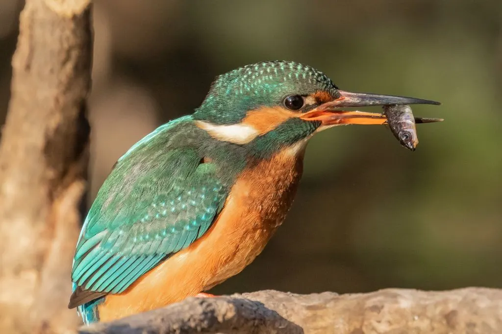 Photograph of a Kingfisher taken in the Carshalton area of South London