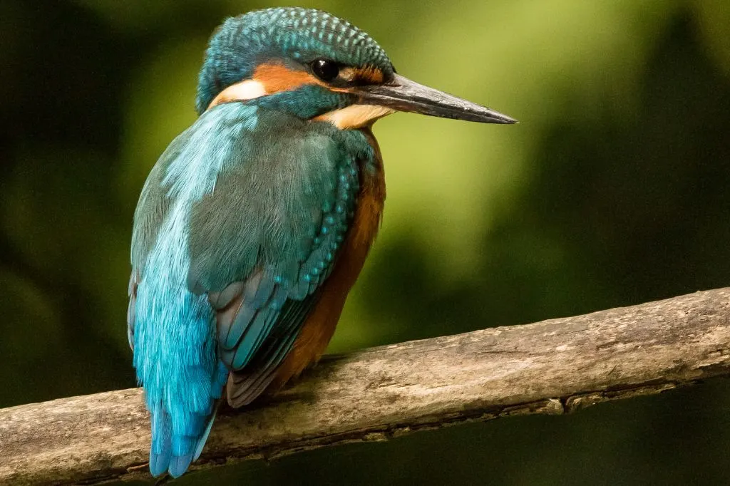 Photograph of a Kingfisher taken in the Carshalton area of South London