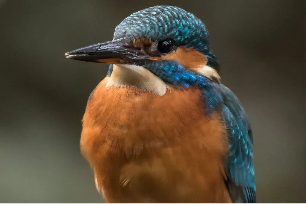 Photograph of a Kingfisher taken in the Carshalton area of South London