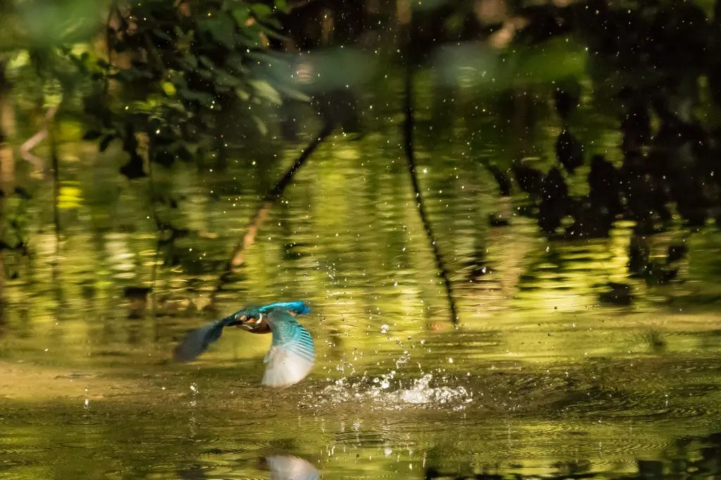 Photograph of a Kingfisher taken in the Carshalton area of South London