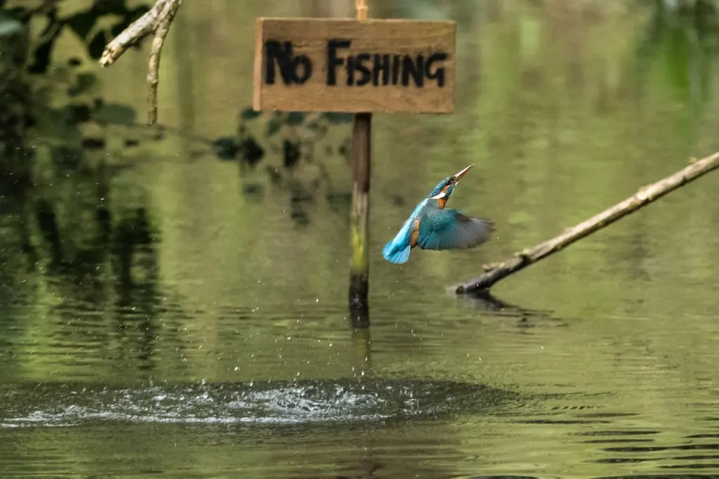 Photograph of a Kingfisher taken in the Carshalton area of South London