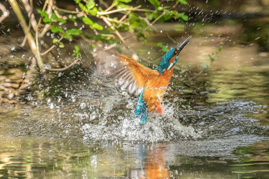 Photograph of a Kingfisher taken in the Carshalton area of South London