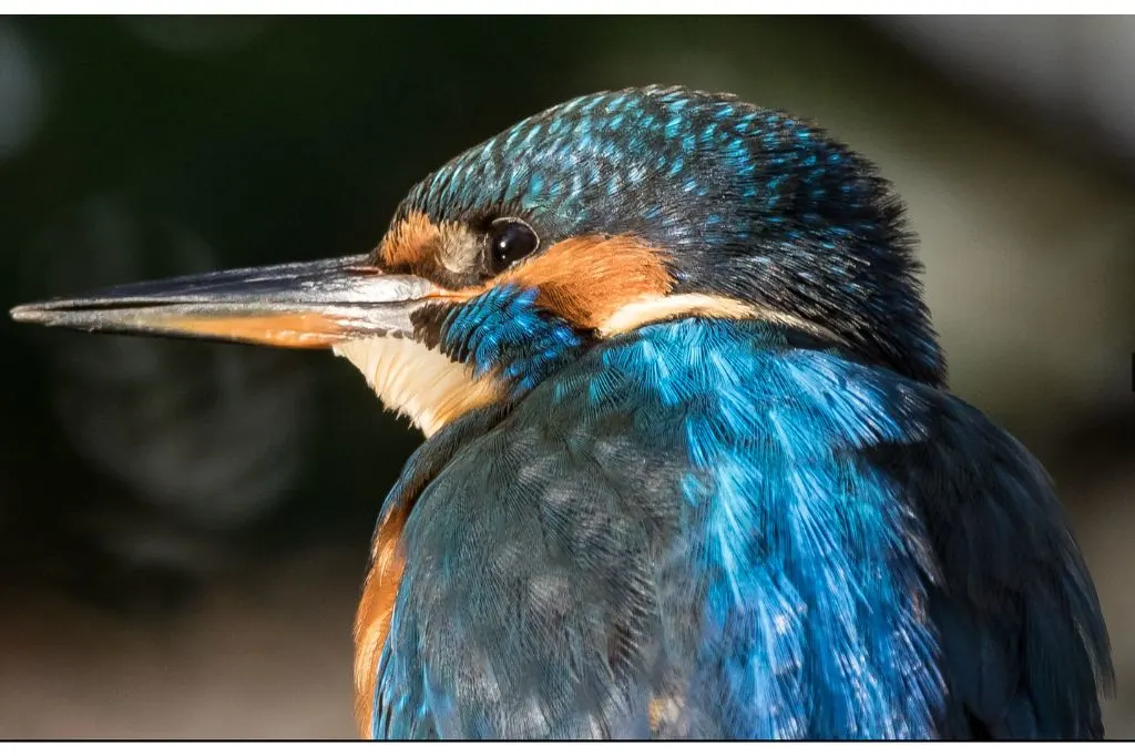 Photograph of a Kingfisher taken in the Carshalton area of South London