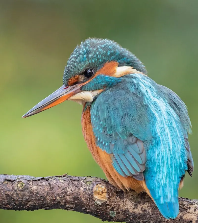 Photograph of a Kingfisher taken in the Carshalton area of South London