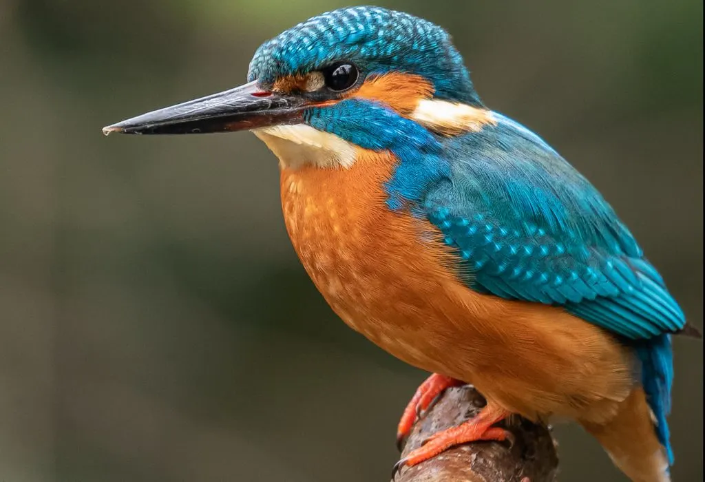 Photograph of a Kingfisher taken in the Carshalton area of South London