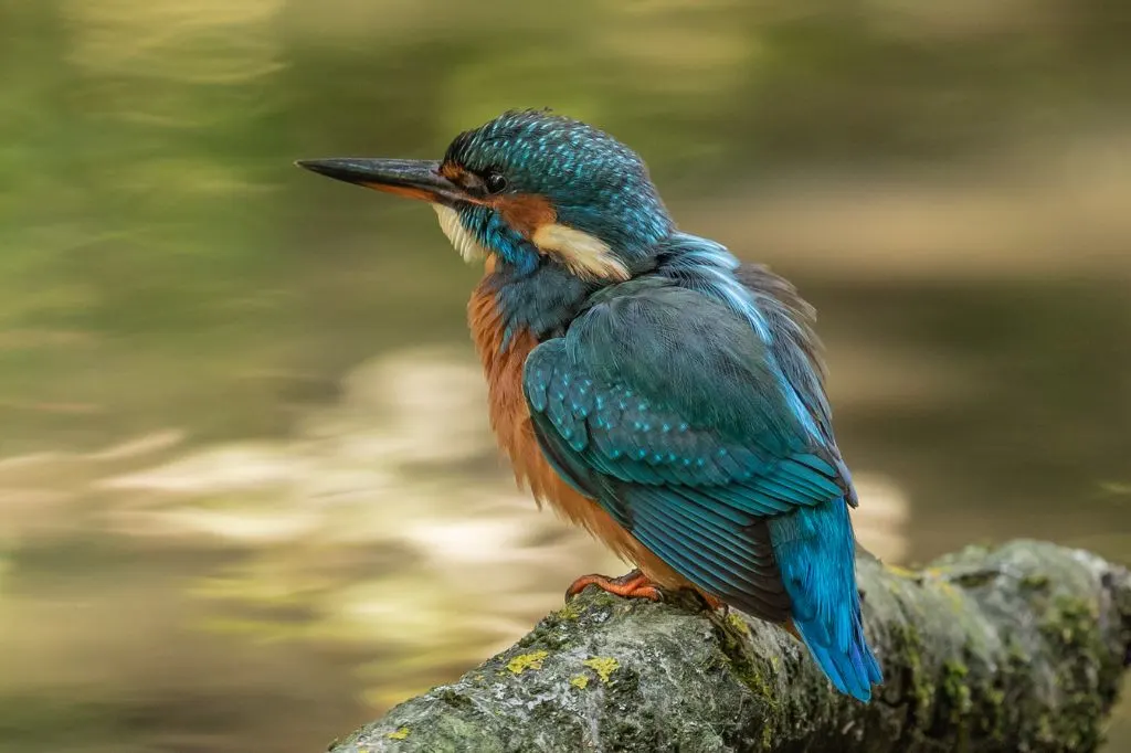 Photograph of a Kingfisher taken in the Carshalton area of South London