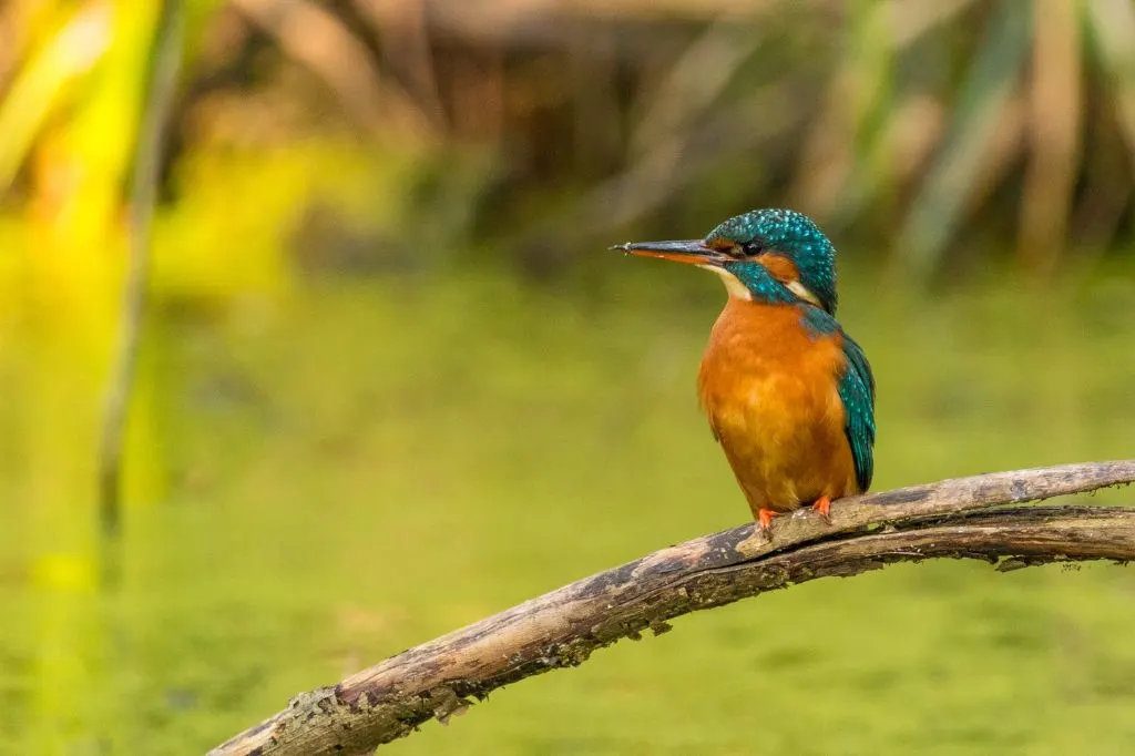 Photograph of a Kingfisher taken in the Carshalton area of South London