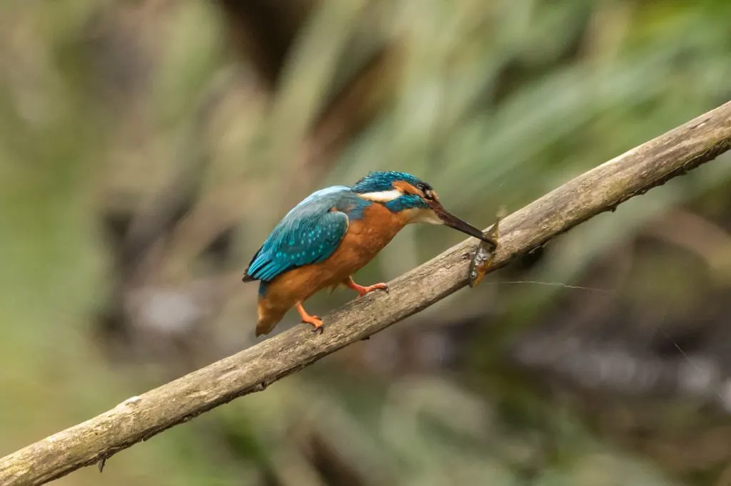 Photograph of a Kingfisher taken in the Carshalton area of South London