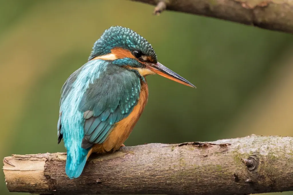 Photograph of a Kingfisher taken in the Carshalton area of South London