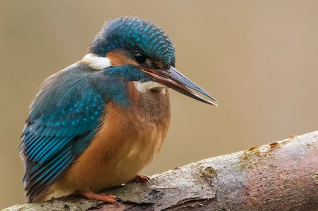 Photograph of a Kingfisher taken in the Carshalton area of South London