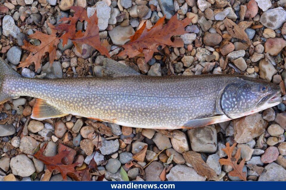 Brown Trout Vs Rainbow Trout What S The Difference