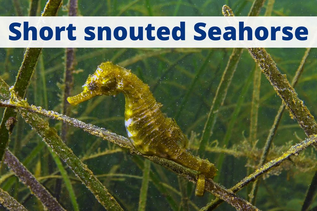 short snouted seahorse
