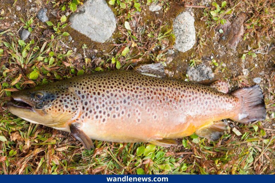Brown Trout vs Rainbow Trout What's the Difference?