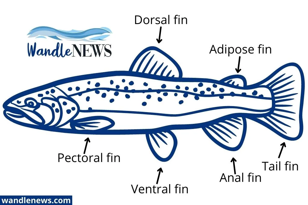 15 Types of Coarse Fish Found in the River Wandle