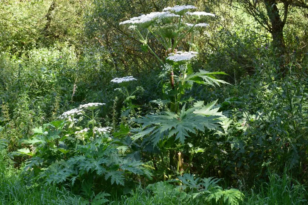 giant hogweed
