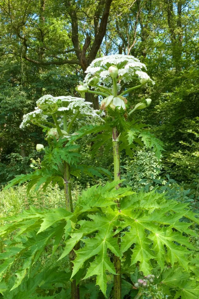 Giant Hogweed