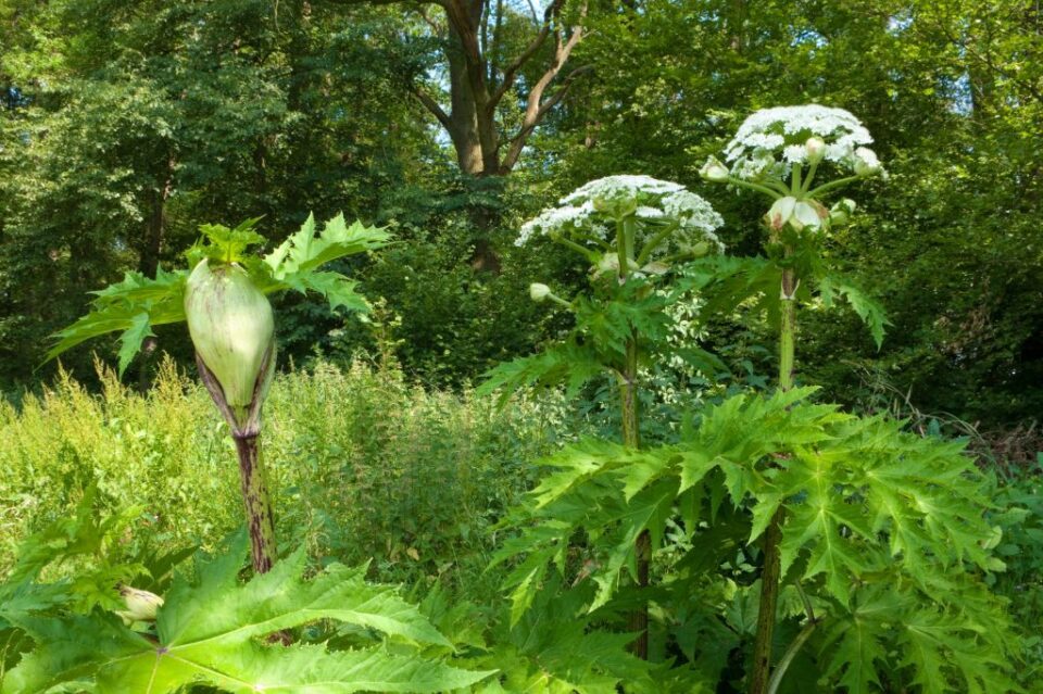 giant hogweed london