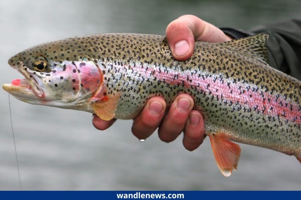 Brown Trout Vs Rainbow Trout What S The Difference   Rainbow Trout 960x639 