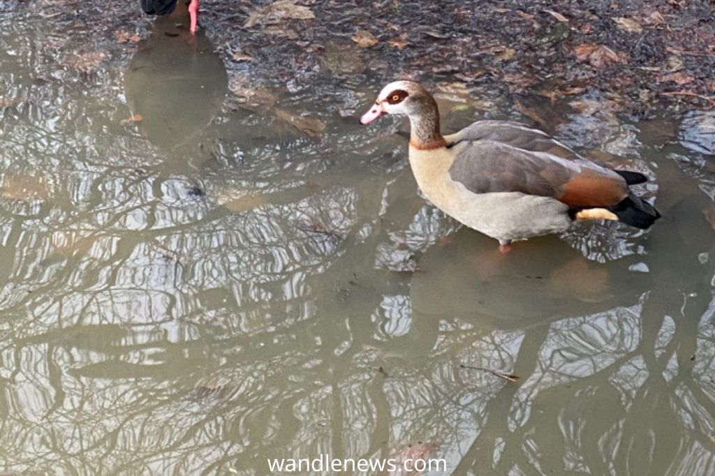 Egyptian Goose in the River Thames