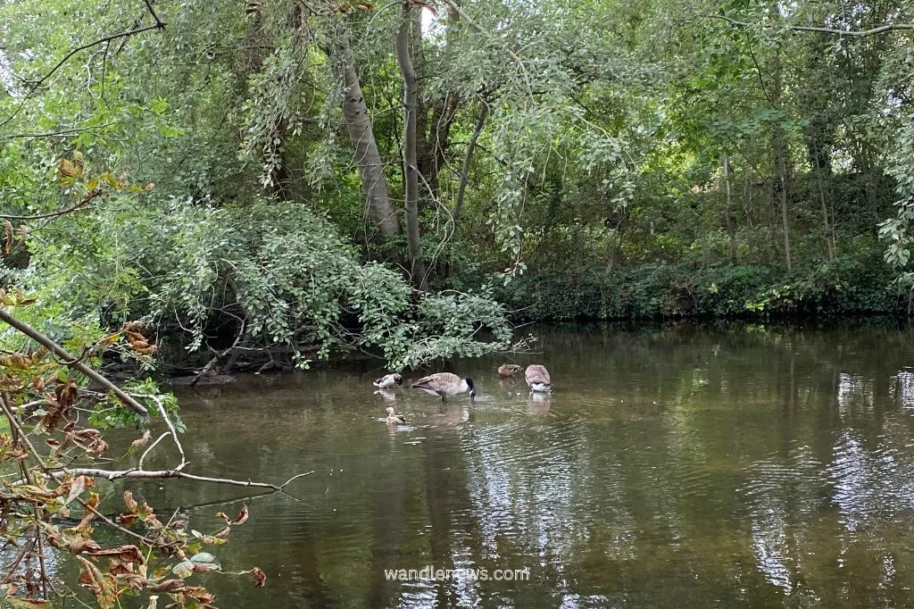 River Wandle at Ravensbury Park