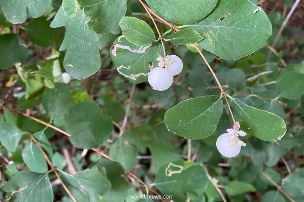 common snowberry