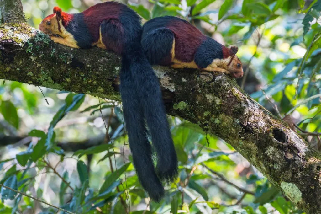 indian giant squirrel