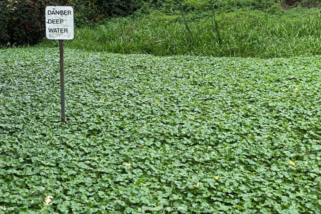 Lake inside Ravensbury Park covered with floating pennywort