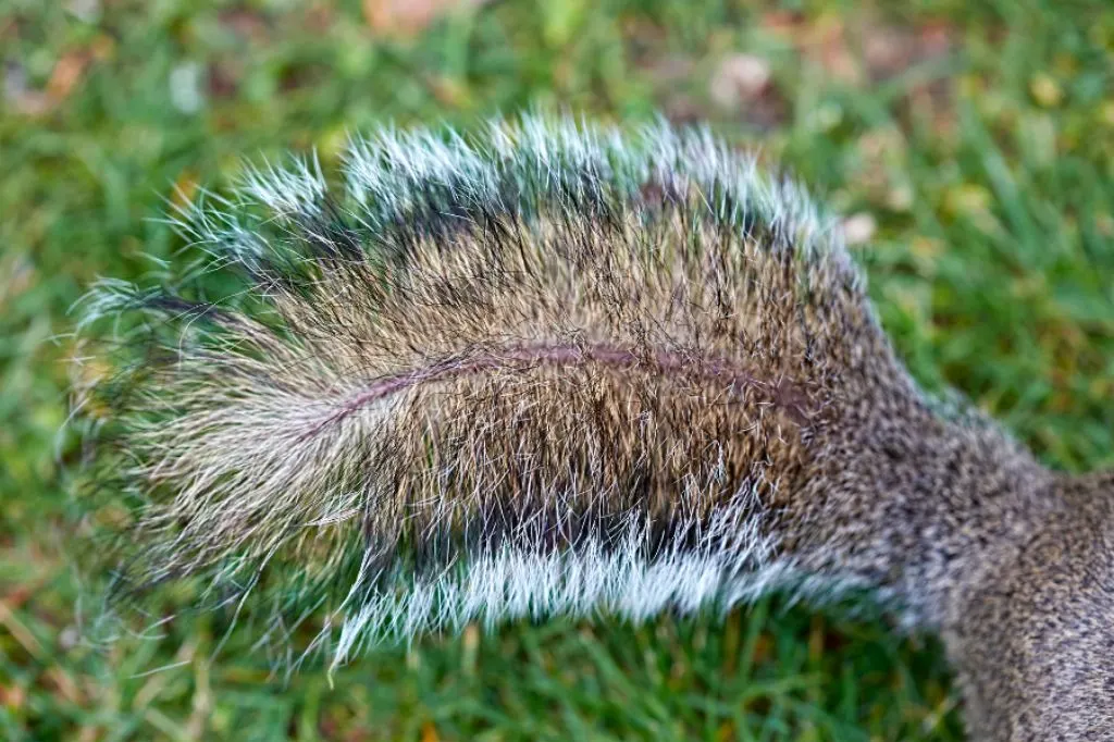 squirrel tail