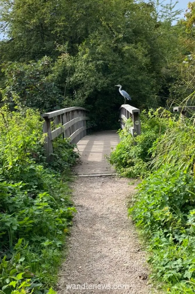 Heron in Watermeads Nature Reserve 