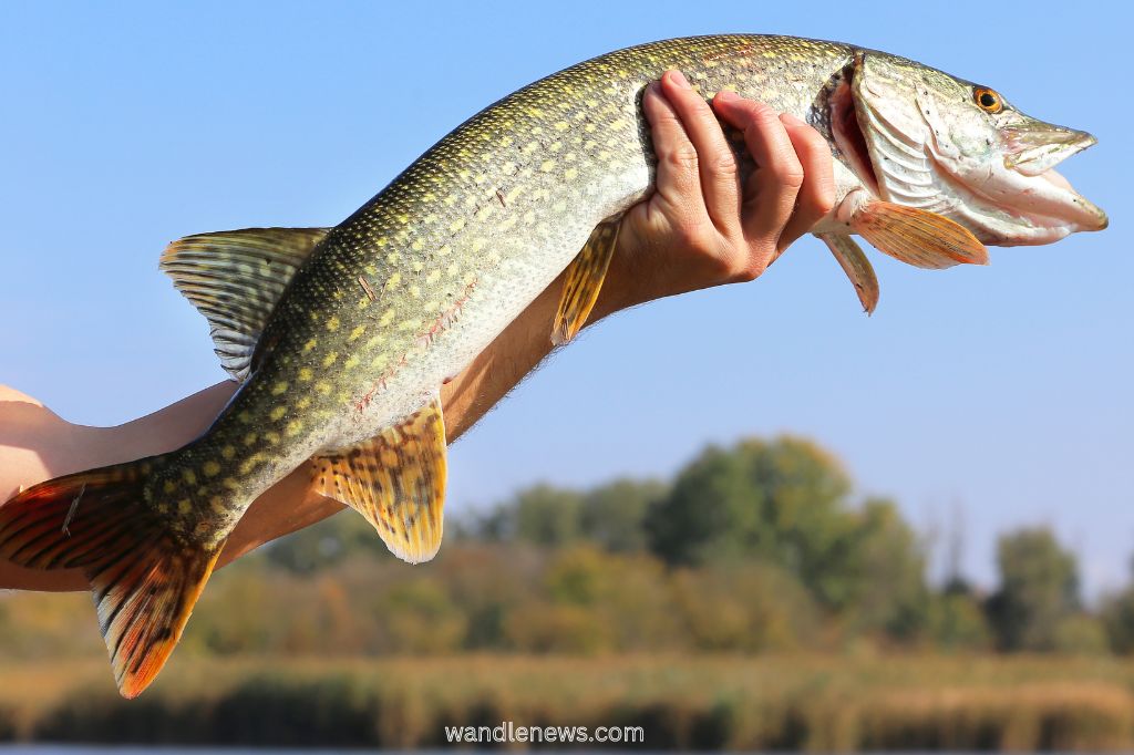 What Does a Pike Look Like?