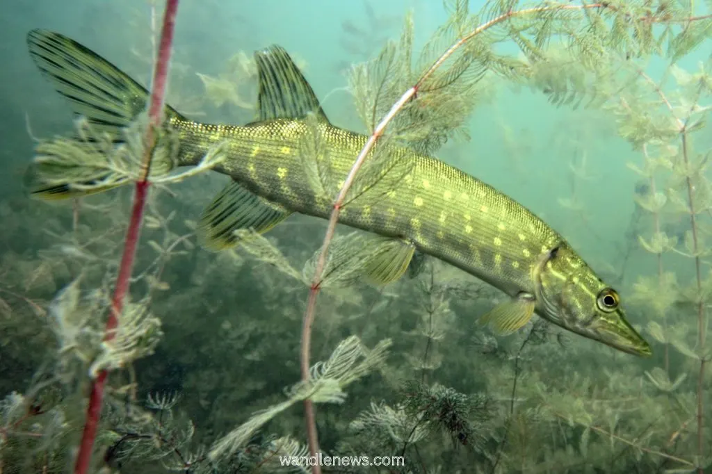 What Does a Pike Look Like?