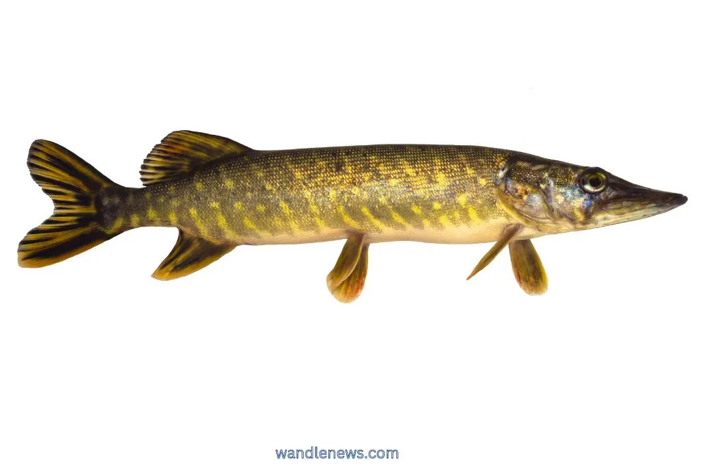 What Does a Pike Look Like?