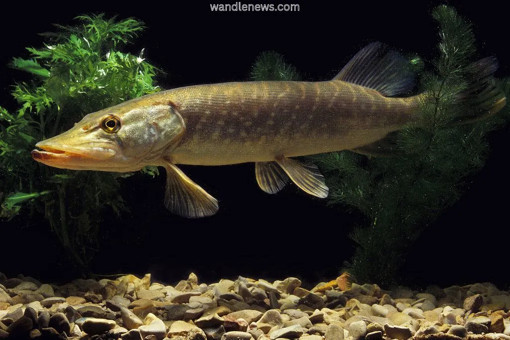 What Does a Pike Look Like?