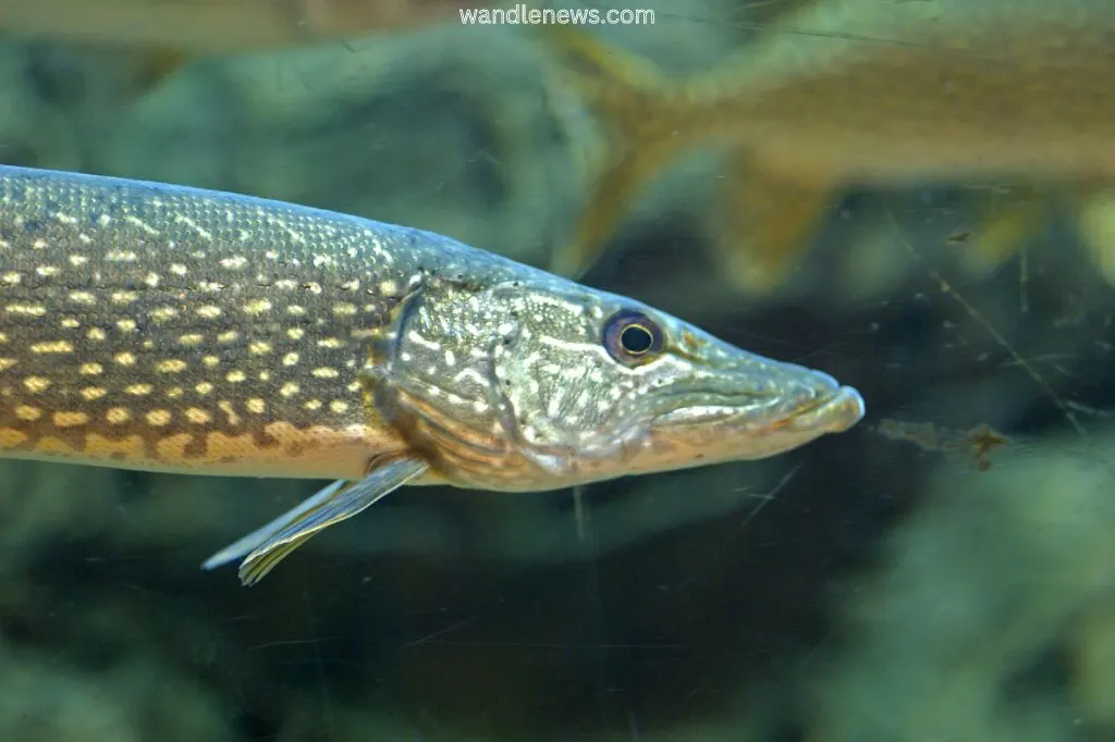 pike in water