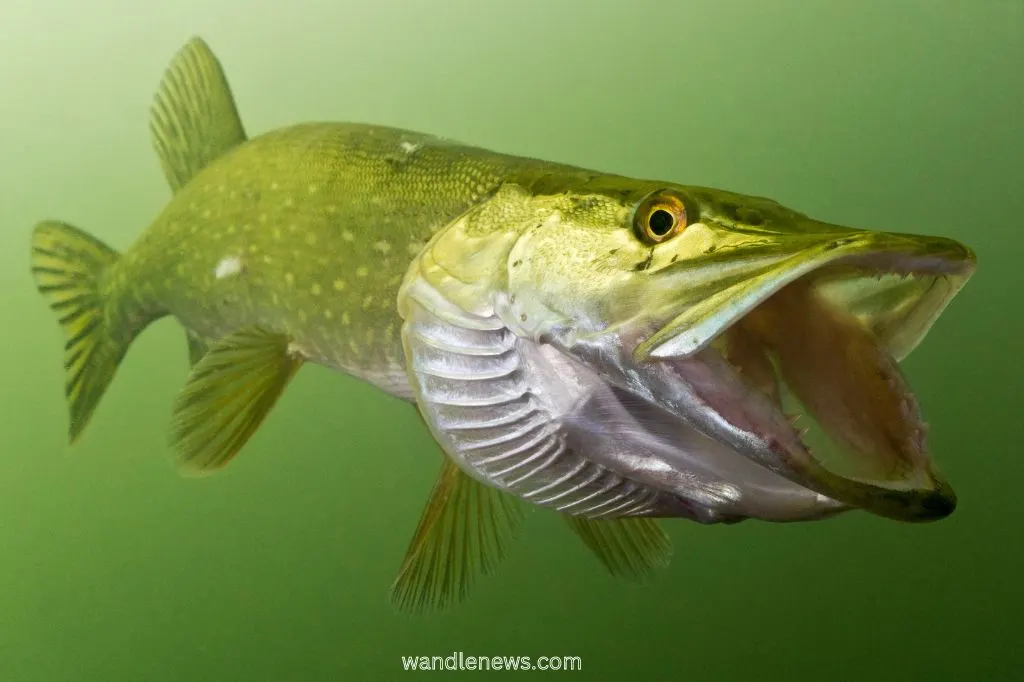 northern pike teeth