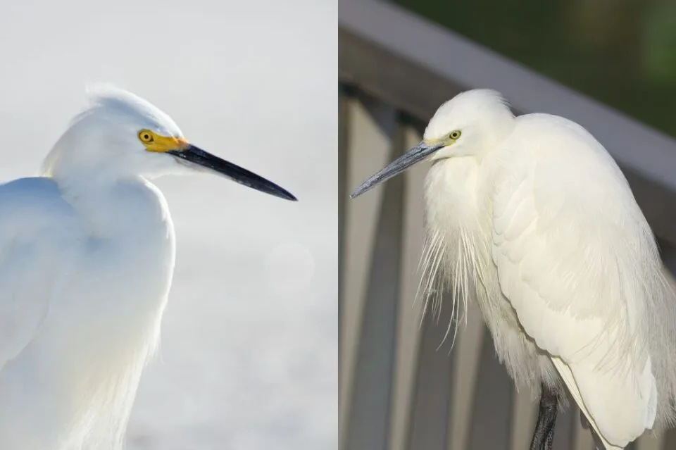 Little Egret or Snowy Egret